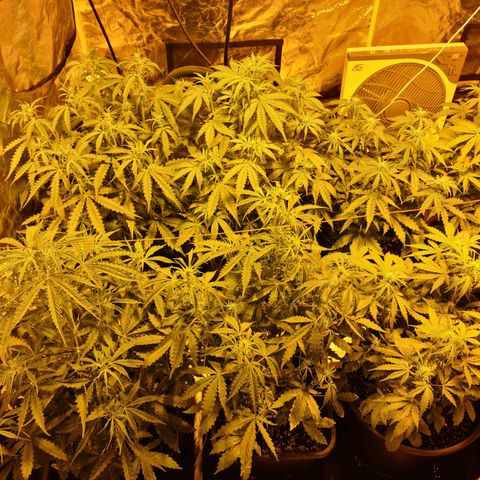 Creeper #1 growlog timeline photo