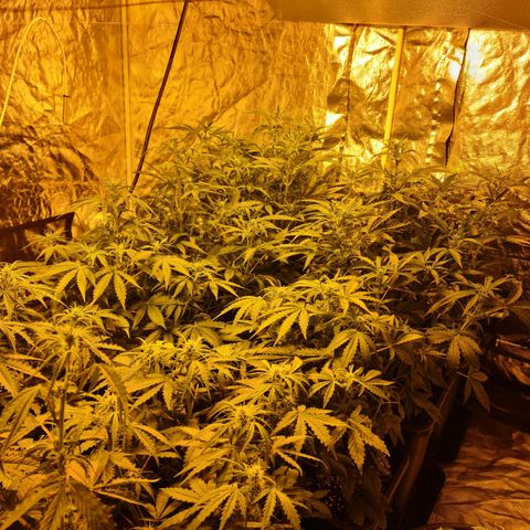 Creeper #1 growlog timeline photo