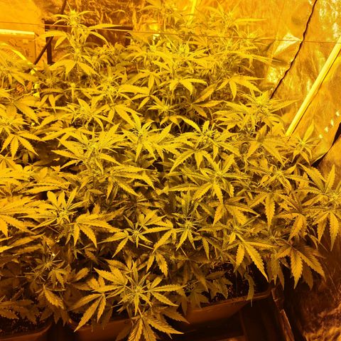 Creeper #1 growlog timeline photo