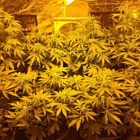 Creeper #1 growlog timeline photo