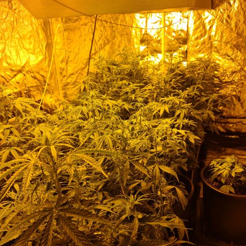 Creeper #1 growlog timeline photo
