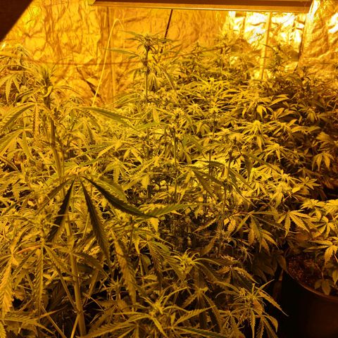 Creeper #1 growlog timeline photo