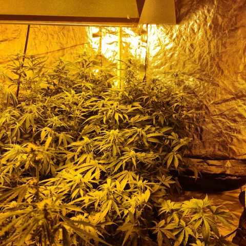 Creeper #1 growlog timeline photo