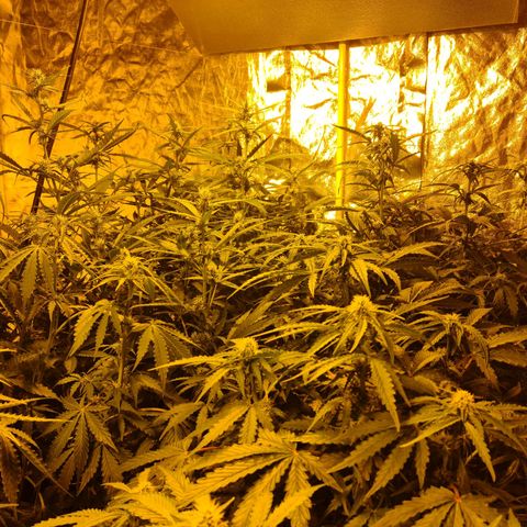 Creeper #1 growlog timeline photo