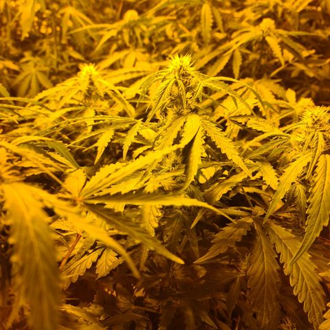 Creeper #1 growlog timeline photo