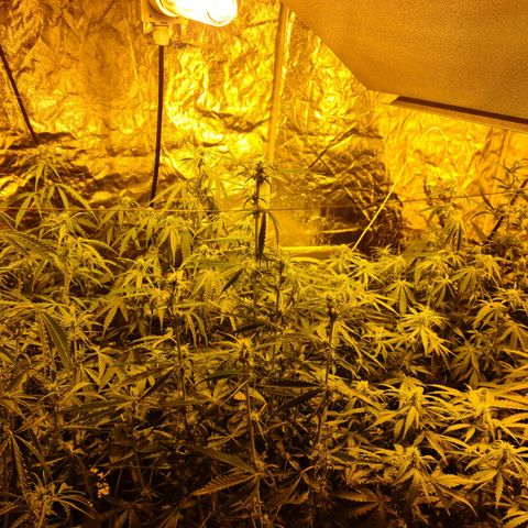 Creeper #1 growlog timeline photo