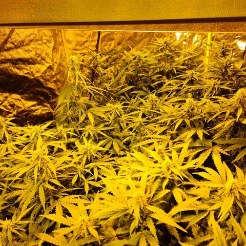 Creeper #1 growlog timeline photo