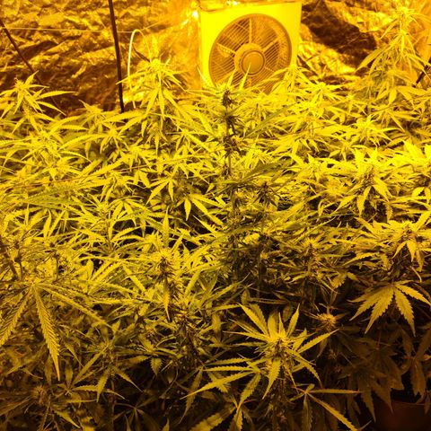 Creeper #1 growlog timeline photo