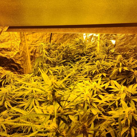 Creeper #1 growlog timeline photo