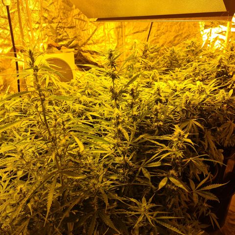 Creeper #1 growlog timeline photo