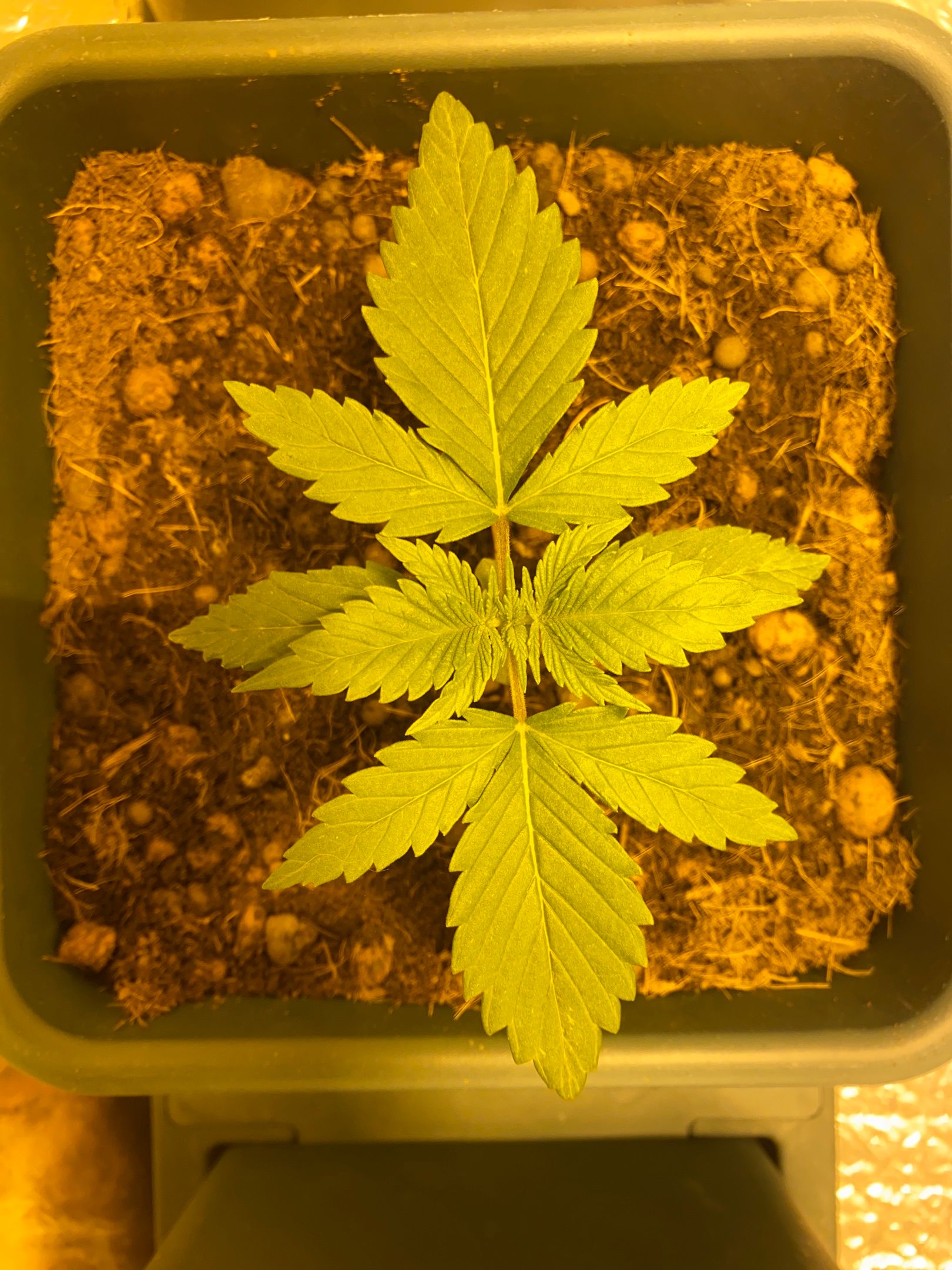 Blue dream growlog header