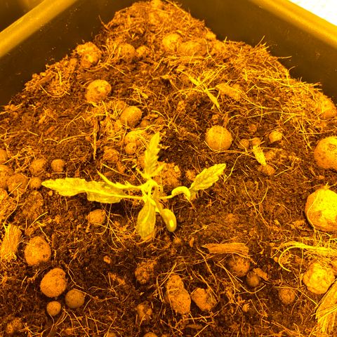 Blue dream growlog timeline photo