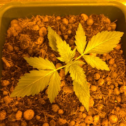 Blue dream growlog timeline photo