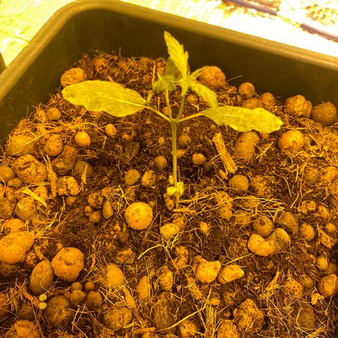 Blue dream growlog timeline photo