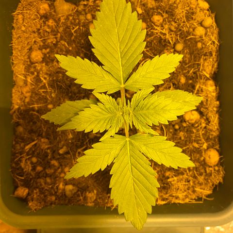 Blue dream growlog timeline photo