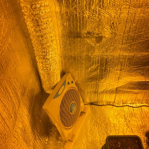 Blue dream growlog timeline photo