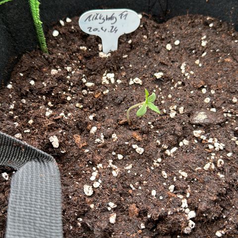 MilkyWayF1 growlog timeline photo