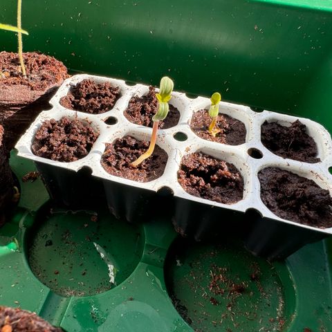 MilkyWayF1 growlog timeline photo