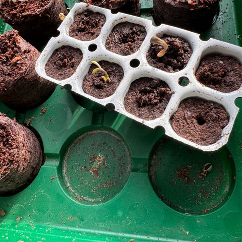MilkyWayF1 growlog timeline photo