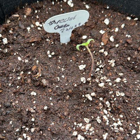 Special Queen #1 growlog timeline photo