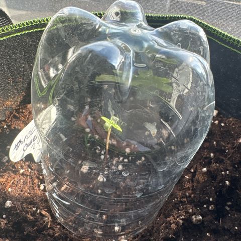 Special Queen #1 growlog timeline photo