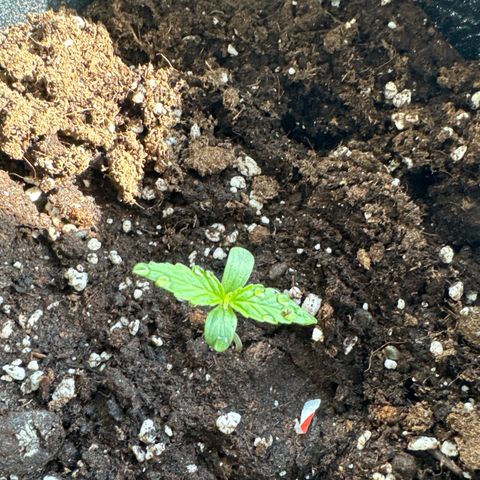 MilkyWayF1 growlog timeline photo