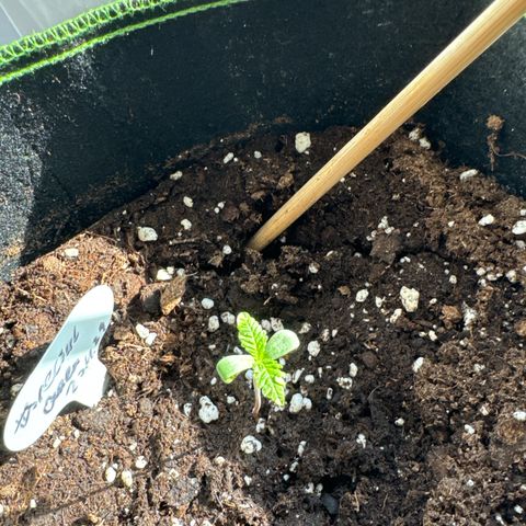 Special Queen #1 growlog timeline photo