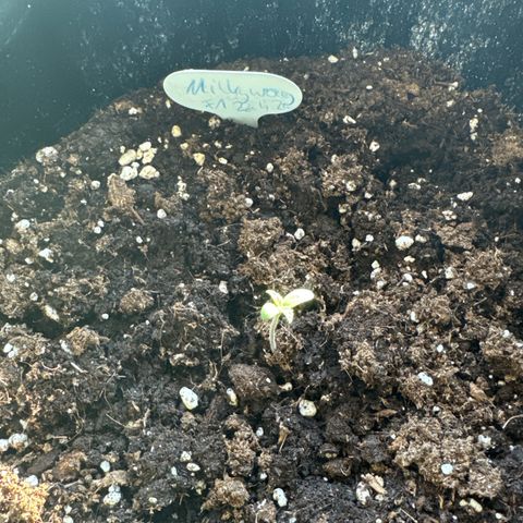 Milkyway F1 #2 growlog timeline photo