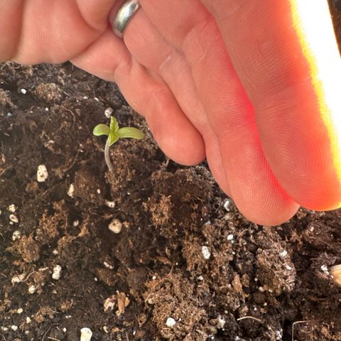 Milkyway F1 #2 growlog timeline photo