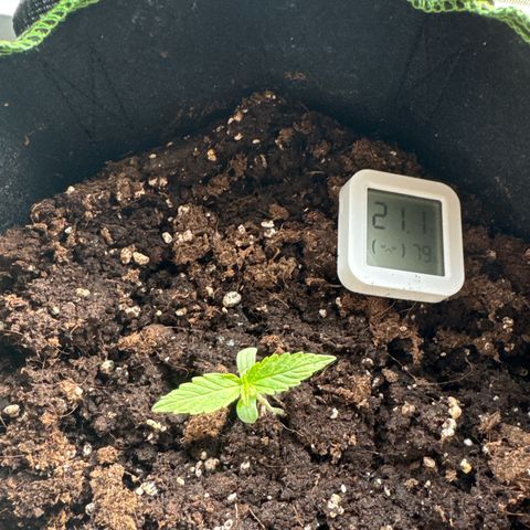 MilkyWayF1 growlog timeline photo