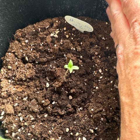 Milkyway F1 #2 growlog timeline photo
