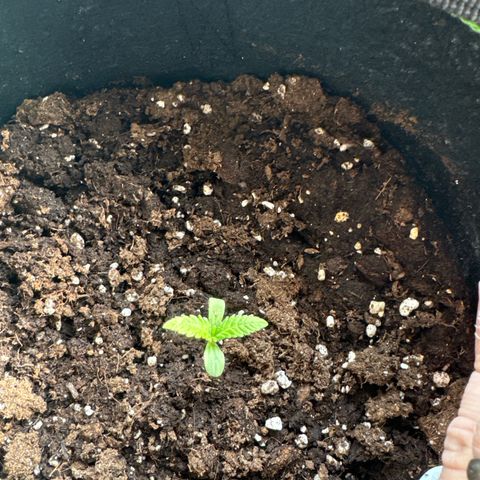 Special Queen #1 growlog timeline photo