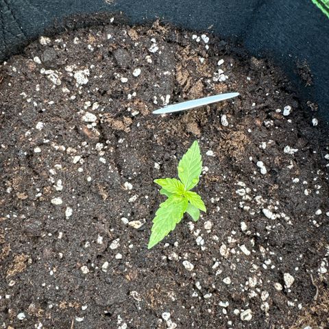MilkyWayF1 growlog timeline photo