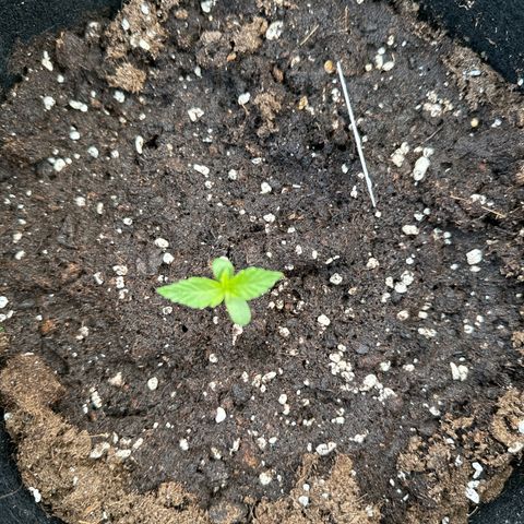 Milkyway F1 #2 growlog timeline photo