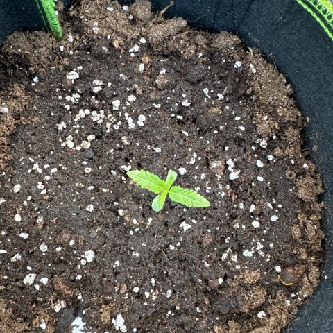 Special Queen #1 growlog timeline photo
