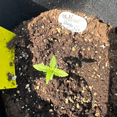 Special Queen #1 growlog timeline photo