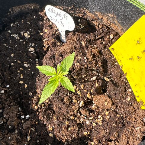 MilkyWayF1 growlog timeline photo