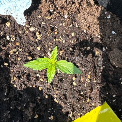Milkyway F1 #2 growlog timeline photo