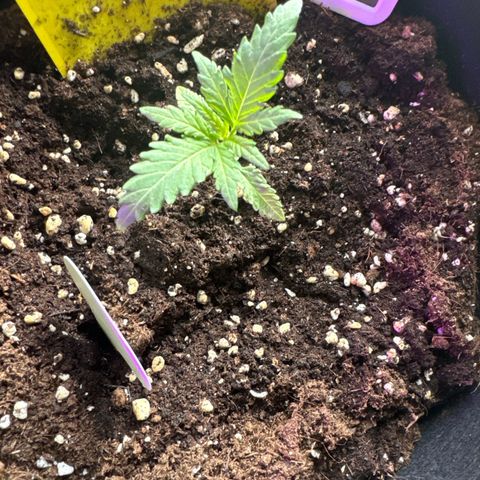 Special Queen #1 growlog timeline photo