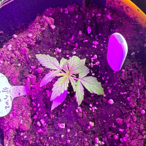 MilkyWayF1 growlog timeline photo