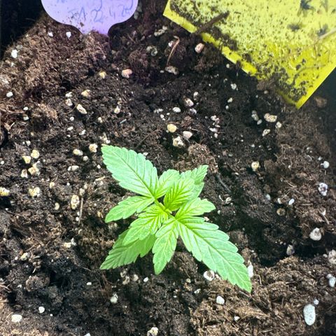 Milkyway F1 #2 growlog timeline photo