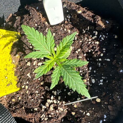 Special Queen #1 growlog timeline photo