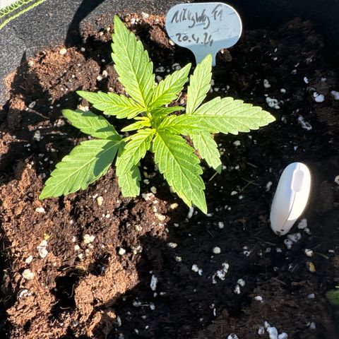 MilkyWayF1 growlog timeline photo