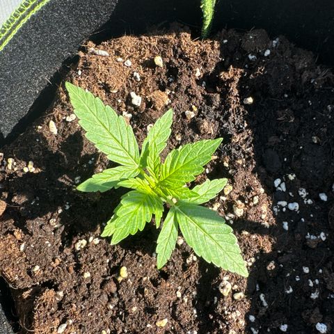 Milkyway F1 #2 growlog timeline photo