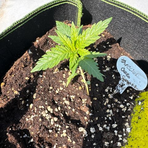Special Queen #1 growlog timeline photo