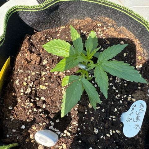 MilkyWayF1 growlog timeline photo