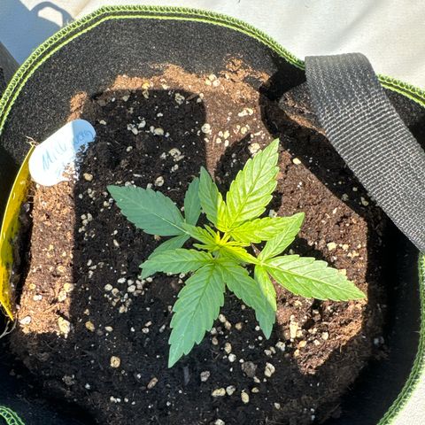 Milkyway F1 #2 growlog timeline photo