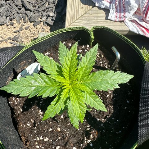 Special Queen #1 growlog timeline photo