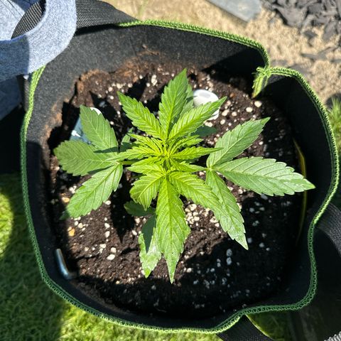 MilkyWayF1 growlog timeline photo