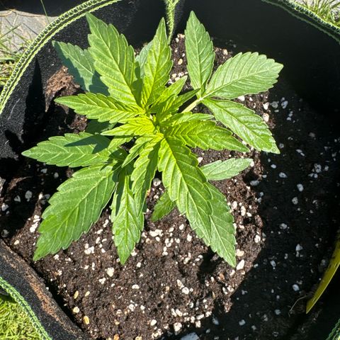 Milkyway F1 #2 growlog timeline photo